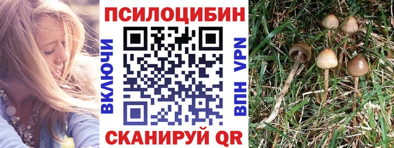 Псилоцибиновые грибы Cubensis  купить закладку  мориарти как зайти  Гусиноозёрск 